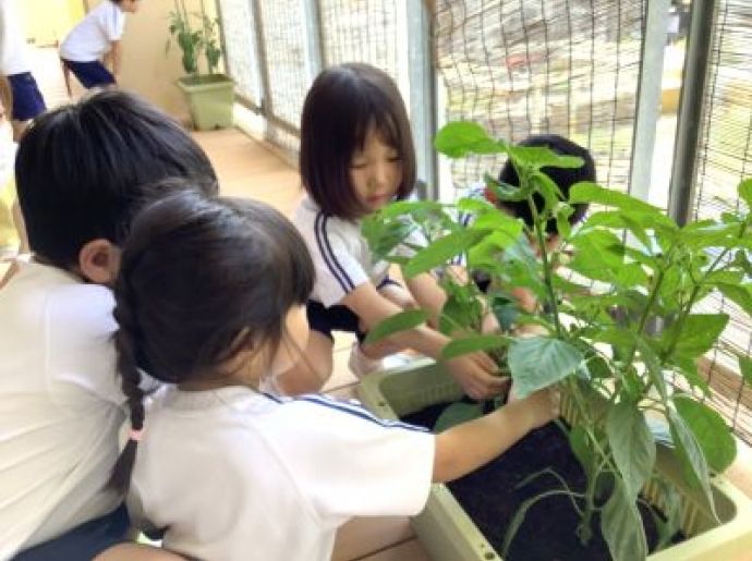 野菜の収穫