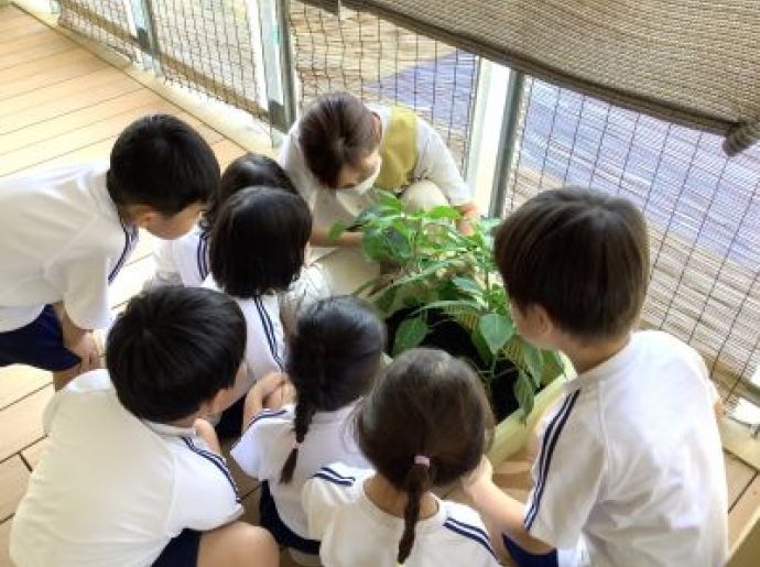 野菜の収穫