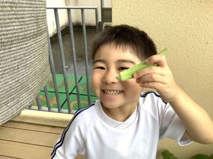 野菜の収穫